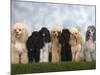 Seven Miniature Poodles of Different Coat Colours to Show Coat Colour Variation Within the Breed-Petra Wegner-Mounted Photographic Print