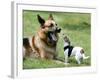 Seven-Month-Old, 6-Pound Midge-null-Framed Photographic Print