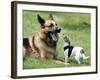 Seven-Month-Old, 6-Pound Midge-null-Framed Photographic Print