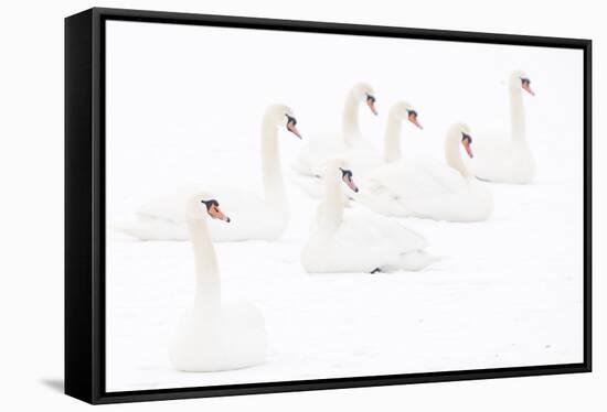 Seven Mute swans sitting on snow, The Netherlands-Edwin Giesbers-Framed Stretched Canvas