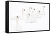 Seven Mute swans sitting on snow, The Netherlands-Edwin Giesbers-Framed Stretched Canvas