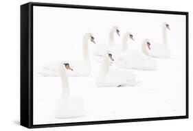 Seven Mute swans sitting on snow, The Netherlands-Edwin Giesbers-Framed Stretched Canvas