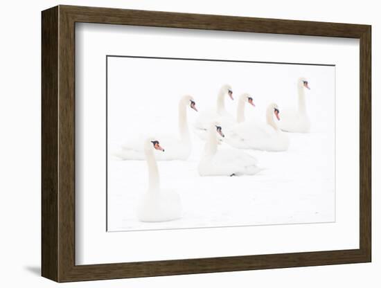 Seven Mute swans sitting on snow, The Netherlands-Edwin Giesbers-Framed Photographic Print