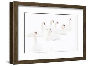 Seven Mute swans sitting on snow, The Netherlands-Edwin Giesbers-Framed Photographic Print