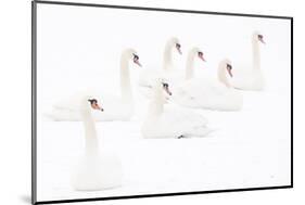 Seven Mute swans sitting on snow, The Netherlands-Edwin Giesbers-Mounted Photographic Print