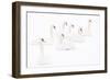 Seven Mute swans sitting on snow, The Netherlands-Edwin Giesbers-Framed Photographic Print