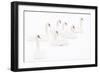 Seven Mute swans sitting on snow, The Netherlands-Edwin Giesbers-Framed Photographic Print