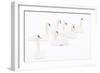 Seven Mute swans sitting on snow, The Netherlands-Edwin Giesbers-Framed Photographic Print