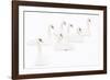 Seven Mute swans sitting on snow, The Netherlands-Edwin Giesbers-Framed Photographic Print