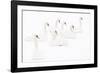 Seven Mute swans sitting on snow, The Netherlands-Edwin Giesbers-Framed Photographic Print