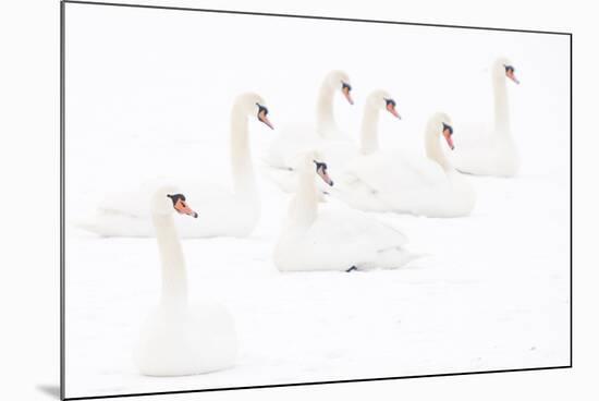 Seven Mute swans sitting on snow, The Netherlands-Edwin Giesbers-Mounted Photographic Print