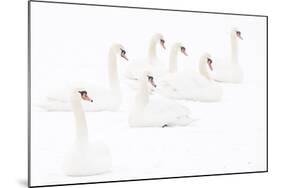 Seven Mute swans sitting on snow, The Netherlands-Edwin Giesbers-Mounted Photographic Print