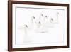 Seven Mute swans sitting on snow, The Netherlands-Edwin Giesbers-Framed Photographic Print