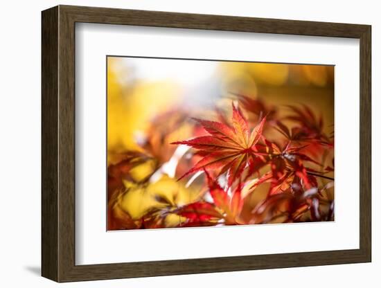 Seven Pointed Star-Philippe Sainte-Laudy-Framed Photographic Print