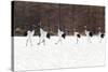 Seven Red-crowned Cranes-Peter Adams-Stretched Canvas