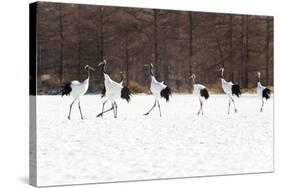 Seven Red-crowned Cranes-Peter Adams-Stretched Canvas