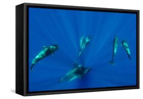 Seven Shortfin Pilot Whales Including One Baby, Canary Islands, Spain, Europe-Relanzón-Framed Stretched Canvas