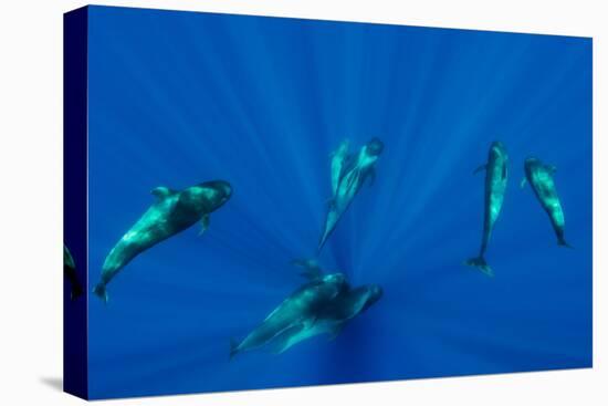 Seven Shortfin Pilot Whales Including One Baby, Canary Islands, Spain, Europe-Relanzón-Stretched Canvas