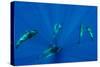 Seven Shortfin Pilot Whales Including One Baby, Canary Islands, Spain, Europe-Relanzón-Stretched Canvas