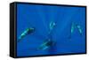 Seven Shortfin Pilot Whales Including One Baby, Canary Islands, Spain, Europe-Relanzón-Framed Stretched Canvas