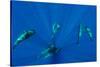 Seven Shortfin Pilot Whales Including One Baby, Canary Islands, Spain, Europe-Relanzón-Stretched Canvas