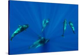 Seven Shortfin Pilot Whales Including One Baby, Canary Islands, Spain, Europe-Relanzón-Stretched Canvas