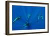 Seven Shortfin Pilot Whales Including One Baby, Canary Islands, Spain, Europe-Relanzón-Framed Photographic Print