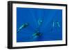 Seven Shortfin Pilot Whales Including One Baby, Canary Islands, Spain, Europe-Relanzón-Framed Photographic Print