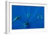 Seven Shortfin Pilot Whales Including One Baby, Canary Islands, Spain, Europe-Relanzón-Framed Photographic Print