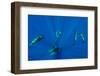 Seven Shortfin Pilot Whales Including One Baby, Canary Islands, Spain, Europe-Relanzón-Framed Photographic Print