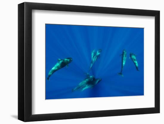 Seven Shortfin Pilot Whales Including One Baby, Canary Islands, Spain, Europe-Relanzón-Framed Photographic Print