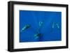 Seven Shortfin Pilot Whales Including One Baby, Canary Islands, Spain, Europe-Relanzón-Framed Photographic Print