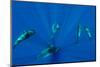 Seven Shortfin Pilot Whales Including One Baby, Canary Islands, Spain, Europe-Relanzón-Mounted Photographic Print