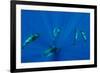 Seven Shortfin Pilot Whales Including One Baby, Canary Islands, Spain, Europe-Relanzón-Framed Photographic Print