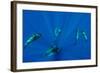 Seven Shortfin Pilot Whales Including One Baby, Canary Islands, Spain, Europe-Relanzón-Framed Photographic Print