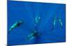 Seven Shortfin Pilot Whales Including One Baby, Canary Islands, Spain, Europe-Relanzón-Mounted Photographic Print