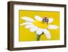 Seven spot ladybird on Mayweed flower, Cyprus-Edwin Giesbers-Framed Photographic Print