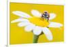 Seven spot ladybird on Mayweed flower, Cyprus-Edwin Giesbers-Framed Photographic Print