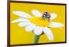 Seven spot ladybird on Mayweed flower, Cyprus-Edwin Giesbers-Framed Photographic Print