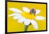 Seven spot ladybird on Mayweed flower, Cyprus-Edwin Giesbers-Framed Photographic Print