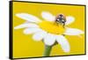 Seven spot ladybird on Mayweed flower, Cyprus-Edwin Giesbers-Framed Stretched Canvas