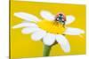 Seven spot ladybird on Mayweed flower, Cyprus-Edwin Giesbers-Stretched Canvas