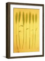 Seven Stems-Den Reader-Framed Photographic Print