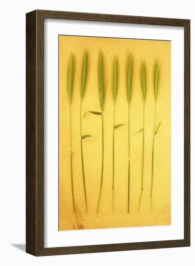 Seven Stems-Den Reader-Framed Photographic Print