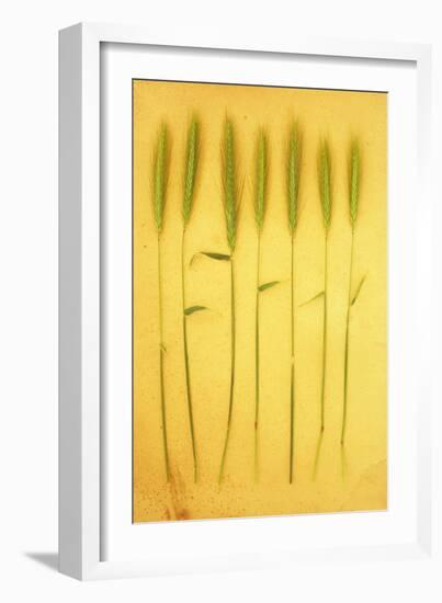 Seven Stems-Den Reader-Framed Photographic Print