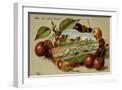 White Frame