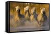 Seven White Camargue Horses Running in Water, Provence, France-Jaynes Gallery-Framed Stretched Canvas