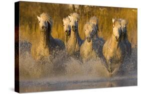 Seven White Camargue Horses Running in Water, Provence, France-Jaynes Gallery-Stretched Canvas