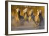 Seven White Camargue Horses Running in Water, Provence, France-Jaynes Gallery-Framed Photographic Print