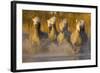 Seven White Camargue Horses Running in Water, Provence, France-Jaynes Gallery-Framed Photographic Print